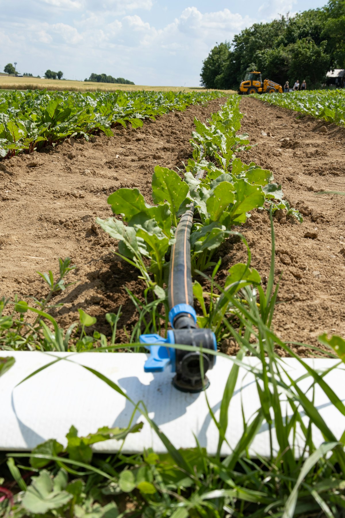 Tubería de riego tendida en medio de un cultivo durante la instalación